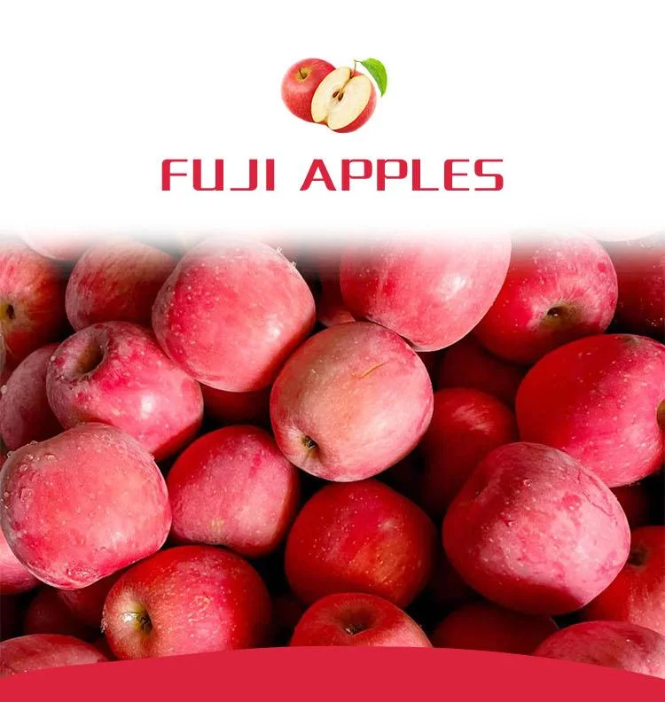 FUJI Red Fresh Apple China Origin Top Quality Rich Nutrition Good Price Free Sample