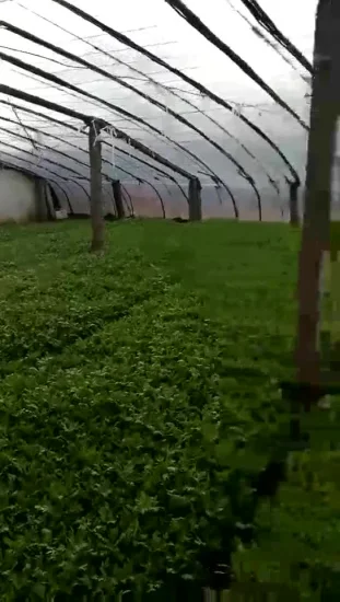 Extrato de planta Ascophyllum Nodosum Floco/Pó Extrato de algas marinhas solúvel em água Fertilizante orgânico