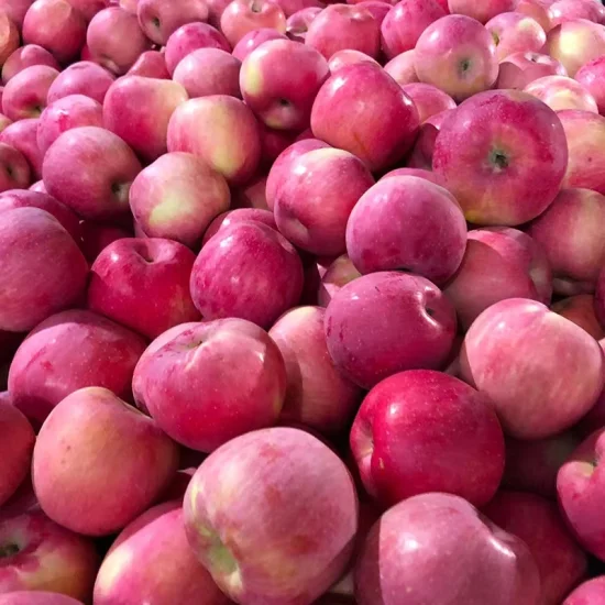 FUJI Maçã Vermelha Fresca China Origem Alta Qualidade Nutrição Rica Bom Preço Amostra Grátis